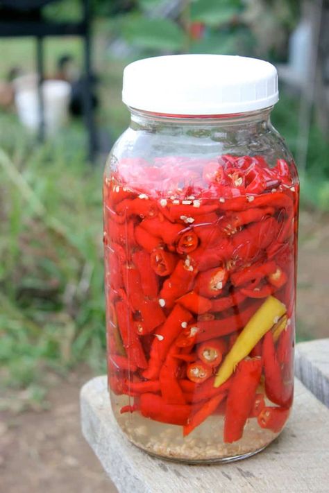 This recipe for homemade lacto fermented hot sauce will capture the flavor and heat of summer! This is a DIY delicious hot sauce recipe that is an easy-to-make Tobasco-style sauce that will be a staple at every meal. Dehydrate Peppers, Freeze Peppers, Preserve Peppers, Fermented Hot Sauce Recipe, Lacto Fermented, Homemade Hot Sauce, Pepper Recipes, Hot Sauce Recipes, Fermentation Recipes