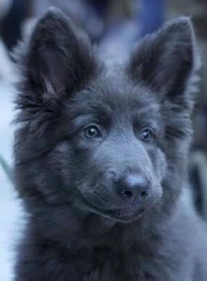 Alyssa Animal, Blue Shepherd, Blue German Shepherd, Domesticated Animals, Black German Shepherd, Blue Bay, Shepherd Puppy, Wolf Dog, German Shepherd Dog