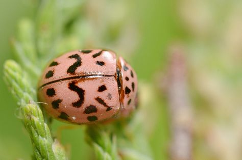 A Pink Lady~Bug Ladybug Reference, Pretty Bugs, Tortoise Beetle, Beetle Art, Pink Ladybug, Lady Beetle, Cute Small Animals, Lady Bugs, Arthropods