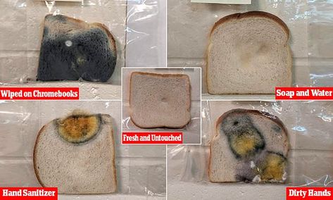 Hand Washing Experiment, Moldy Bread Science Project, Moldy Bread Experiment, Daycare Hacks, Third Grade Science Experiments, Kindergarten Science Projects, Science Project Board, Virus Art, Moldy Bread