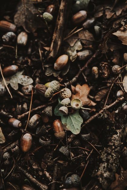 Acorn Aesthetic, Cleome Spinosa, Delphinium Grandiflorum, White Pine Cone, Leaves Photo, Bellis Perennis, Buy Plants Online, Seed Company, Dry Leaf