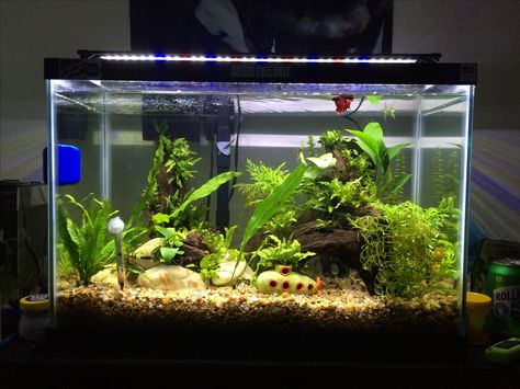 My 20 Gallon Community Fish Tank: 1 Betta, 2 Telescope Butterfly Golfish, 4 Corry Cats and, 1 Clown Pleco Betta Fish Tank 10 Gallon, Community Betta Tank, Betta Fish Community Tank, Community Fish Tank, Ranchu Goldfish Tank, Clown Pleco, Fish Tank Wall, Tank Terrarium, 36 Gallon Bow Front Aquarium