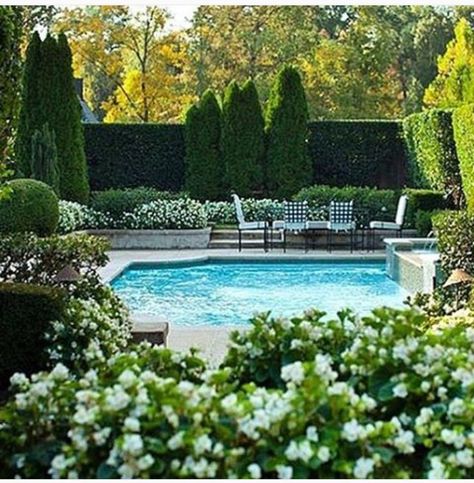 privacy hedges around the pool Moderne Pools, Tropical Pool, Backyard Pool Landscaping, Dream Pools, Beautiful Pools, Small Backyard Pools, White Gardens, Garden Pool, Outdoor Swimming