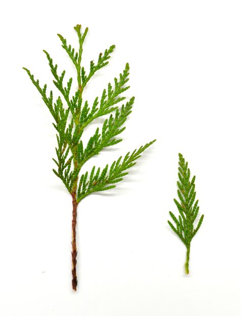 Cedar Sprig, Real Flowers, Trees To Plant, Planting, Wild Flowers, Floral Design, Flash, Herbs, Trees