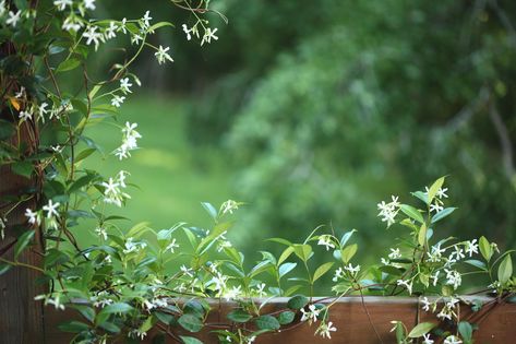 Silver Lace Vine, Fast Growing Evergreens, Evergreen Vines, Star Jasmine, Best Perennials, Garden Vines, Specimen Trees, Climbing Vines, Silver Lace