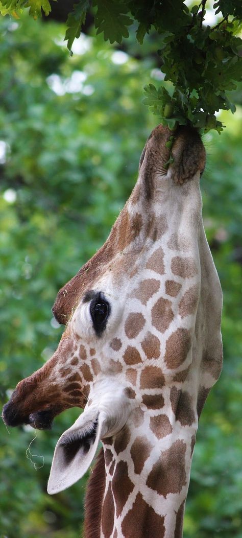 A giraffe eats leaves from a tree Giraffe Reference, Aesthetic Giraffe, Giraffe Tail, Giraffe Photography, Rainbow Giraffe, Giraffe Eating, Giraffe Reference Photos, Giraffe Eating Leaves, Giraffe Photos