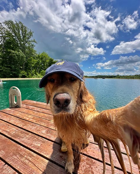 Summer days wouldn’t be the same without my @47 hat from the Dog Collection 🧢 use code DONUT20 for 20% off your purchase at 47brand.com #ad #47brand Dogs Being Silly, Dogs With Hats, 47 Hat, Animals In Art, Dog With Hat, Dog Summer, Dream Pet, Golden Puppies, Dog Aesthetic