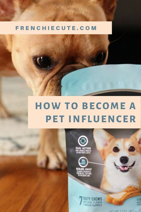 You have an adorable pet on Instagram and want to know how pet influencers work with brands or how brand find and pay pet influencers to create content, keep reading... Dog Influencer Instagram, Dog Influencer Ideas, Dog Influencer, Pet Influencer, Influencer Photoshoot, Pet Instagram, Dads Love, Pet Care Business, Dog Instagram