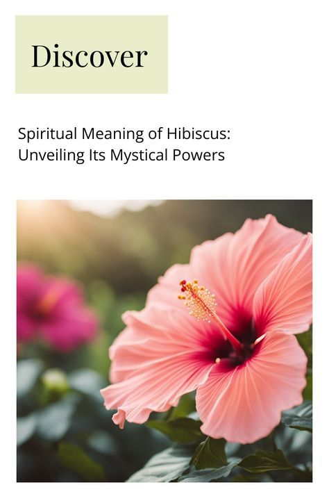 Close-up of a pink hibiscus flower with sunlight in the background, accompanying text discussing the spiritual meaning and mystical powers of the hibiscus. Yellow Hibiscus, White Hibiscus, Intricate Tattoo, Divine Connections, Personal Transformation, Hawaiian Culture, Dream Symbols, Dream Meanings, Hibiscus Tea