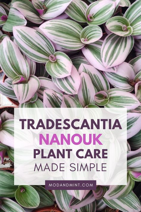 The Tradescantia Nanouk is a vibrant and eye-catching plant with multicolored pink, purple, green leaves.This Tradescantia variety is specially cultivated to be easy to care for and able to survive in your home. Click to get all the grow and care tips! Spiderwort Plant, Tradescantia Varieties, Mint Plant Care, Easy Indoor Plants, Pretty Plant, Plant Care Guide, Mealy Bugs, Easy House Plants, Mint Plants