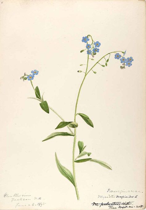 206610 Myosotis scorpioides L. / Sharp, Helen, Water-color sketches of American plants, especially New England,  (1888-1910) [Helen Sharp] Blue Flower Drawing, Hd Illustration, Color Sketches, Vintage Botanical Prints, Plant Painting, Botanical Beauty, Scientific Illustration, Botanical Drawings, Plant Illustration