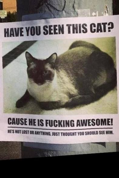 have you seen this cat? He's not lost, just awesome! Missing Cat Poster, Funny P, Cat Language, Funny Bunnies, Cat Posters, Laughing So Hard, Have You Seen, A Sign, Crazy Cat Lady