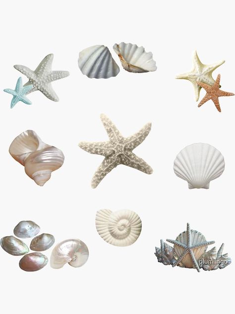 "seashell aesthetic" Sticker for Sale by plumiingo | Redbubble Seashell Aesthetic, Aesthetic Bucket Hat, Aesthetic Sticker, Photo Stickers, Art Collage Wall, Aesthetic Stickers, Beach Aesthetic, Design Graphique, Summer Aesthetic