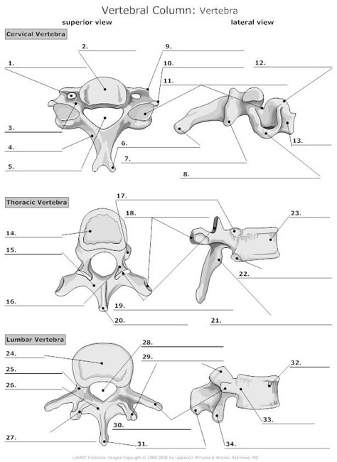 Vertebra Unlabeled Axial Skeleton Anatomy Worksheet, Anatomy Labeling Worksheets, Typical Vertebra Anatomy, Vertebrae Anatomy, Anatomi Dan Fisiologi, Anatomy Coloring, Human Skeleton Anatomy, Vertebral Column, Radiology Student