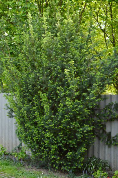 Tall Evergreen Shrubs, Best Privacy Trees, Living Privacy Fences, Pergola Privacy, Privacy From Neighbors, Privacy Shrubs, Best Trees For Privacy, Fast Growing Privacy Shrubs, Fence Trees