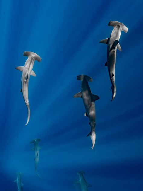 Photo taken by Kaitlyn McQueeney of schooling hammerhead sharks off the coast of Hawaii. Available on paper with a matte finish, or on aluminum in various sizes. Marine Photography, Hammerhead Sharks, Aquarium Pictures, Shark Photos, Shark Pictures, Shark Swimming, Hammerhead Shark, Beautiful Sea Creatures, Jupiter Fl