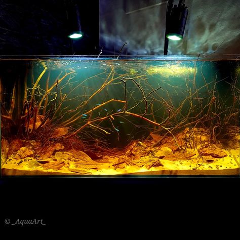 Black Aquascape, Black Aquarium, Blackwater Tank, Tall Tank Aquascape, Blackwater Aquascape, 40 Gallon Breeder Aquascape, Aquatic Plants, Plants