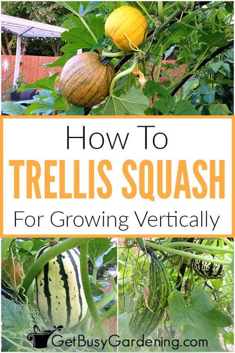 Winter Squash Trellis, Potato Pankaces, Growing Squash Vertically, Grow Squash Vertically, How To Grow Squash, Grow Squash, Pumpkin Trellis, Squash Trellis, Pumpkin Growing