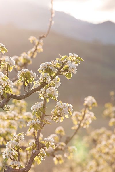 Explore flowering pear trees of Southern Oregon with expert photography of Harry & David's pear orchards with budding blooms. Flowering Pear Tree, Fruit Facts, Harry And David, Pear Dessert, Harry & David, Pear Blossom, Pear Fruit, Pear Recipes, Chocolate Fruit