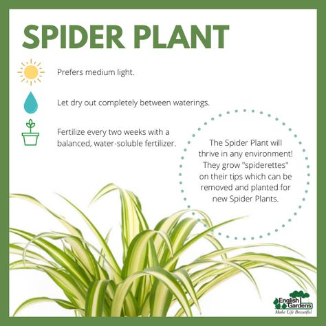 Plant Advice, Spider Plant Care, Plant Notes, Plant Care Houseplant, Spider Plant, Inside Plants, Growing Plants Indoors, Indoor Plant Care, Best Indoor Plants