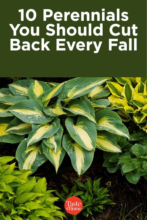 Spring Summer Fall Perennial Garden, Planting Perennials In The Fall, Fall Perrenials, Fall Blooming Perennials, Hostas Garden Ideas, Hosta Gardens Layout, Hosta Garden Ideas, Modern Garden Landscape, Perennial Landscaping