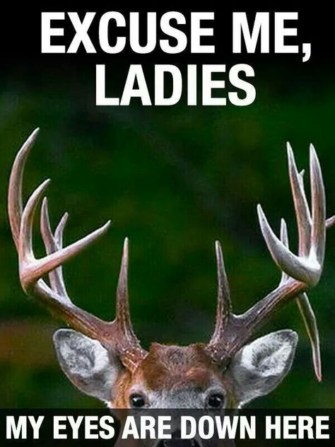 Deer Hunting Quotes, Funny Hunting Pics, Hunting Quotes Funny, Deer Hunting Humor, Hunting Jokes, Hunting Quotes, Funny Deer, What Am I Doing, Hunting Humor