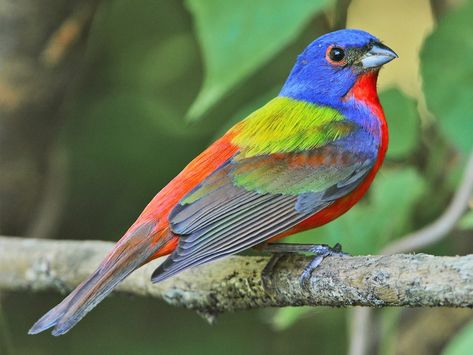 Bunting Bird, Colourful Birds, Painted Bunting, Image Painting, All Birds, Colorful Birds, Song Bird, Bird Species, Bird Watching