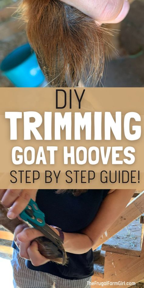 A woman holding the goats foot in her hand with the other hand holding a blue hoof trimmer. The text overlay is DIY Trimming Goat Hooves step by step guide. Goat Hacks, Trimming Goat Hooves, Goat Stand, Goat Hoof Trimming, Goat Hooves, Goat Playground, Goat Health, Keeping Goats, Goat Barn