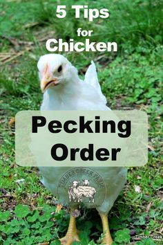 Quail Garden, Cluckingham Palace, Chicken Facts, Cabin Garden, Chicken Pecking, Homestead Animals, Chicken Flock, Chicken Care, Chicken Farmer