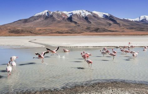 This guide to the Bolivian Salt Flats tour has all the information and fun photography tips you need to visit El Salar de Uyuni in Bolivia or the Uyuni salt flats. Bolivian Salt Flats, Bolivia Salt Flats, Uyuni Salt Flats, East Coast Usa, Lake Titicaca, Landlocked Country, Salt Flats, South America Travel, Travel Deals