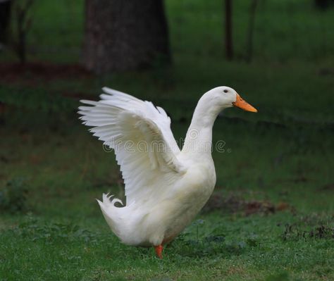 Duck Wings Reference, Duck Drawing Reference, Duck Reference, Pearl Poster, Duck Orange, Duck Wings, Duck Wing, Pond Drawing, Duck Flying