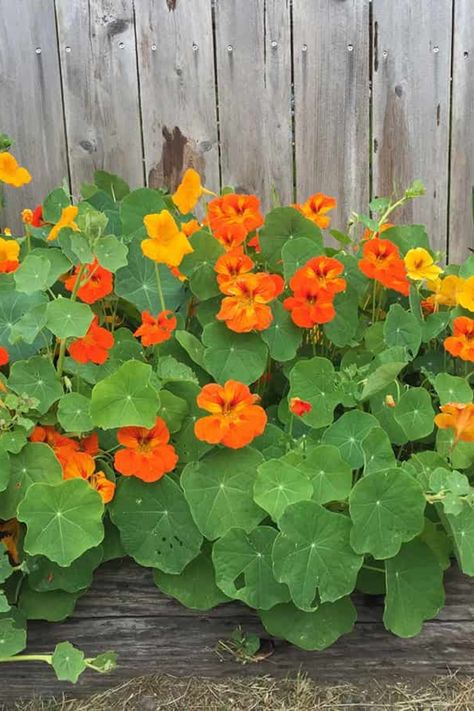 Nasturtiums are a gardener’s delight, offering vibrant blooms and easy care. These versatile plants are not only beautiful but also useful in many ways. In this article, we will explore how to care for nasturtiums to keep them healthy and thriving, and delve into the various ways you can use them in your garden and kitchen. From adding a splash of color to your garden to spicing up your meals, discover the many benefits of nasturtiums. Cabbage Worms, English Cottage Garden, Banana Tree, Easy Plants, Spider Plants, Hardy Plants, Yellow Leaves, Hydrangea Flower, English Cottage