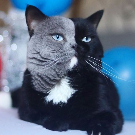 Cat With Split-Colored Face Becomes A Father To Kittens In Each Of His Colors Two Faced Cat, Cute Cat Names, Cat Breeder, Tiny Kitten, Cat Stories, Cat Family, British Shorthair, Cat Names, Bengal Cat