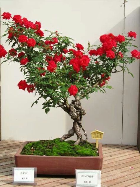 Rose bonsai - Bonsai de roser Rose Bonsai, Bonsai Flower, Mini Bonsai, Bonsai Art, Rose Trees, Miniature Trees, Bonsai Plants, Bonsai Garden, Garden Kits