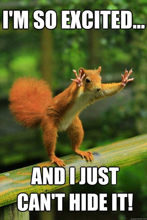 I'm so excited ...  and I just can't hide it! Funny Photo Captions, Squirrel Pictures, Real Estate Memes, Photo Animaliere, Squirrel Funny, Real Estate Humor, Cute Squirrel, A Squirrel, Red Squirrel