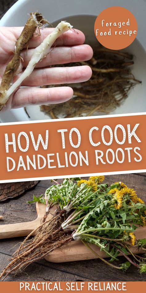 How to Cook Dandelion Roots - Cooking dandelion roots is easy with this foraged food recipe. Learn about foraging in the fall for dandelion roots when they're at their most medicinal Dandelion roots have many health benefits and taste delicious in many foraged food recipes.