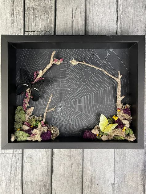 CreativeCinderella Shadow Box Insects, Spider Web Art, Oddities Decor, Taxidermy Decor, Web Spider, Taxidermy Art, Real Nature, Bone Crafts, Dark Home Decor