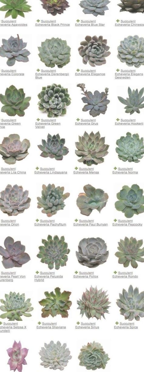 Succulent Names, Garden Floor, Alpine Plants, Succulent Garden Diy, Types Of Succulents, Garden Types, Flowering Shrubs, Cactus Y Suculentas, Aquatic Plants