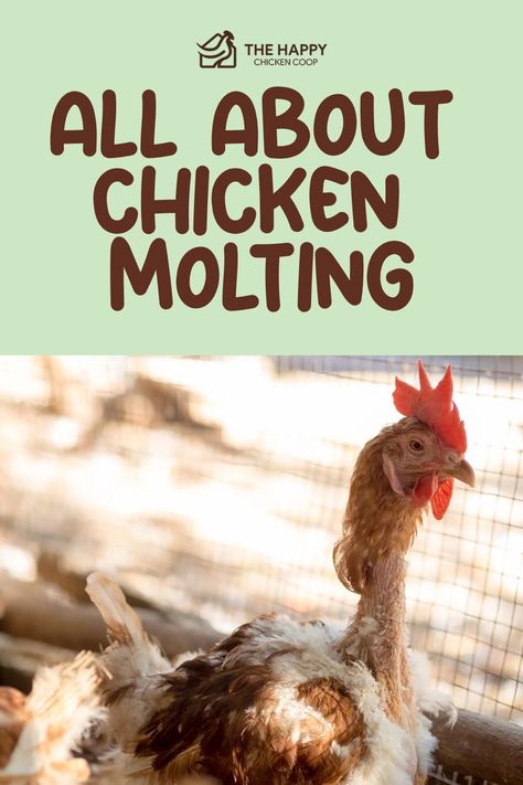 Promotional poster for 'All About Chicken Molting' with an illustration of a molting chicken and 'The Happy Chicken Coop' logo. Chicken Molting, Mealworms For Chickens, Raising Mealworms For Chickens, Chickens Losing Feathers, Introducing Chickens To New Flock, Molting Chickens, Chicken Facts, Chicken Roost, Chicken Shed