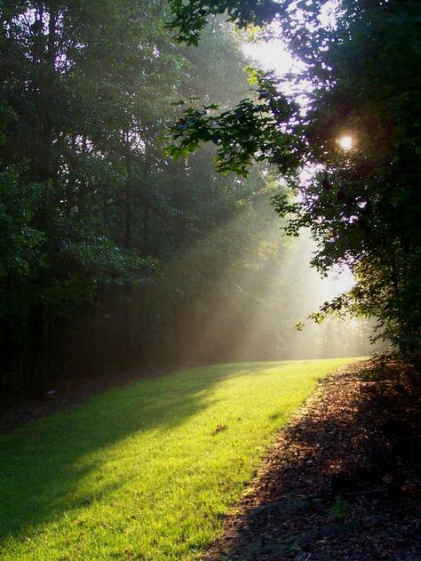 Morning sun rays peeking through the trees warming the morning dew in preparation for the day. Early Rising Aesthetic, Sun Peeking Through Trees, Forest Wallpaper Iphone, Favorite Weather, Yoga Place, Images Of Sun, Serenity Now, Retro Photography, Morning Dew