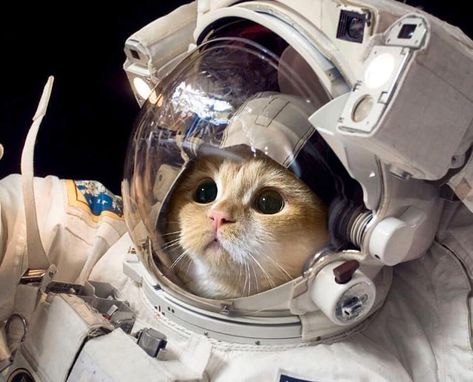 Astronaut Aesthetic, Short Cat, Music For Meditation, Cat Astronaut, Calm Music, Relaxation Music, Music Meditation, Relax Your Mind, Cute Black Wallpaper