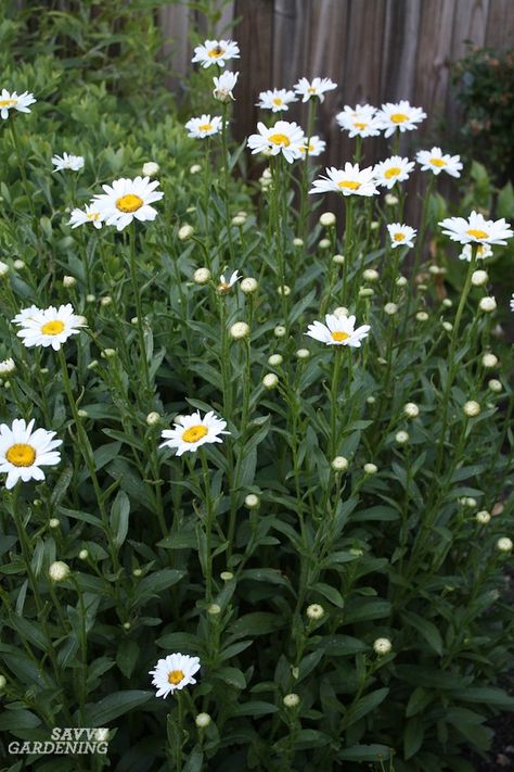 Shasta daisies are low-maintenance perennials that are both beautiful and pollinator-friendly. Discover the best varieties and tips for their care. #gardening #perennials Deer Resistant Perennials, Shasta Daisy, Long Blooming Perennials, Shasta Daisies, Sunflowers And Daisies, Cut Flower Garden, Moon Garden, White Daisies, Flowering Vines