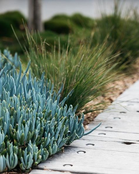 Exotic Nurseries on Instagram: "Blue chalk sticks commonly known as Senecio serpens giving us coastal vibes along this boardwalk. I think you’ll agree with me in saying this is everyone favourite succulent?" Chalk Sticks Plant, Senecio Blue Chalk Sticks, Chalk Sticks Succulent, Senecio Serpens, Blue Chalk Sticks, Chalk Sticks, Coastal Luxe, Seaside Garden, Coastal Vibes