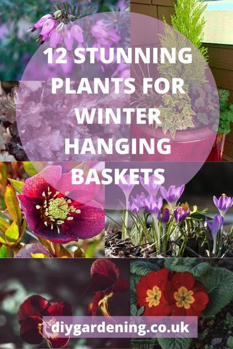 Fall Hanging Baskets, Winter Hanging Baskets, Fall Container Plants, Winter Pansies, Evergreen Ferns, Hanging Plants Outdoor, Winter Gardening, Creeping Jenny, Hanging Flower Baskets