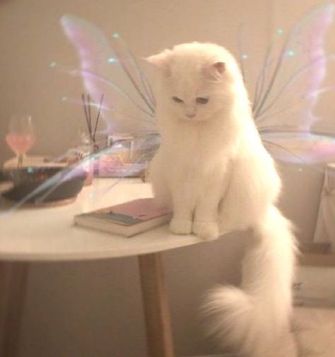 Matching Pfps Cats, Pfp Anime Pink, Angry Pfp, Pfps Funny, Aesthetic Animated, Animated Pfp, Fairy Wings