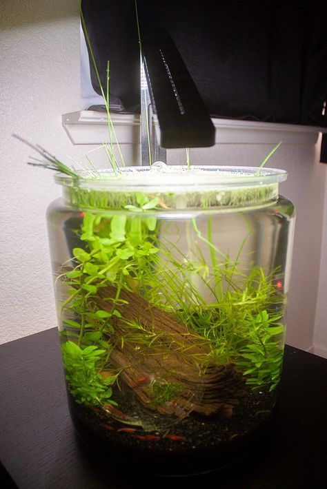 LIST: low tech, mini, nano, pico planted tanks: ---> 50+ <--- examples - Page 18 Jar Aquascape, Fish Inspiration, Shrimp Tanks, Aqua Scaping, Natural Aquarium, Water Terrarium, Freshwater Shrimp, Fish Types, Taman Air