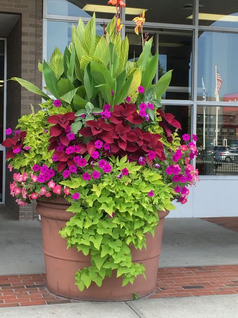 This is a really big pot, but this could be done on a smaller scale to enjoy tropicals in a cooler climate. Front Porch Flowers, Summer Planter, Porch Flowers, Container Garden Design, Container Gardening Flowers, Pot Ideas, Flower Pots Outdoor, Patio Plants, Garden Containers