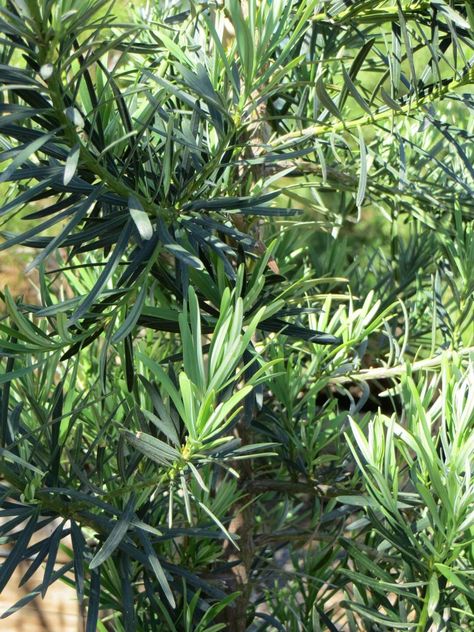 Podocarpus macrophyllus 'Maki' - Boething Treeland Farms Podocarpus Macrophyllus, Privacy Plants, Coastal Gardens, California Coastal, Container Size, Water Flowers, Types Of Plants, Botany, Colorful Flowers