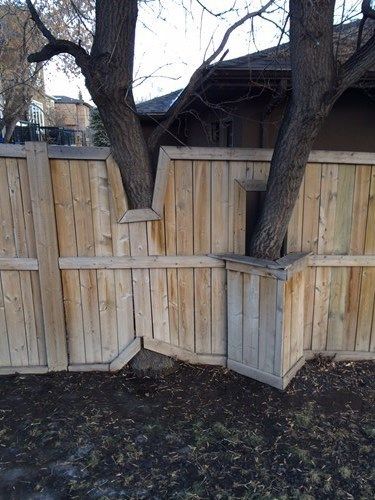 Fence Around Tree, Fencing Around Trees, Tree Lined Fence Backyards, Tree Fence Privacy Front Yard, Using Trees As A Privacy Fence, Cedar Trees Landscaping Privacy Fences, Fence With Tree In The Way, Colorado Landscaping, Outdoor Improvements