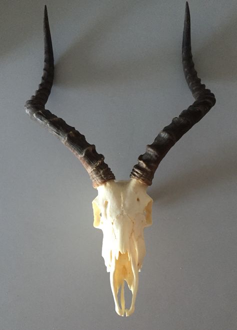 African Impala skull with horns #skull #impala #horns Impala Horns, African Impala, Impala Skull, Impala Animal, Animal Skull Decor, Black Parrot, Dragon Anatomy, Animals With Horns, Horns Decor